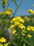 Bunias orientalis - ganz selten und wchst doch berall