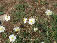 Helianthemum apenninum