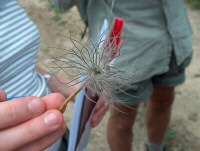 eine ausgeblhte Kchenschelle (Pulsatilla vulgaris) 