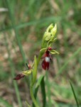 Ophris insectifera
