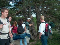 eine natrlich gewachsene Kiefer (Pinus sylvestris) sieht ganz anders aus als die Dinger im Wald