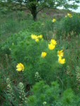 Adonis vernalis