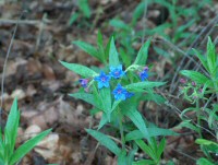 Lithospermum purpureocaerulea