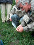 Werner demonstriert den Insekten-Mechanismus beim Wiesensalbei (Salvia pratense)