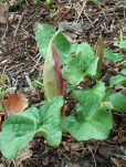 Arum maculatum